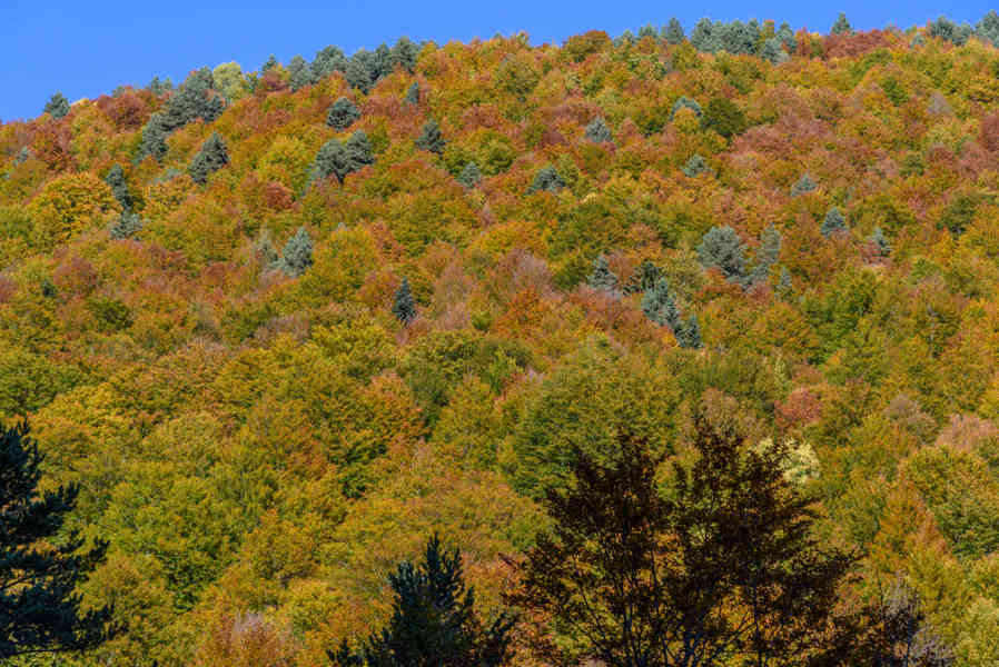 Huesca - parque nacional de Ordesa y Monte Perdido - valle de Pineta 25 .jpg